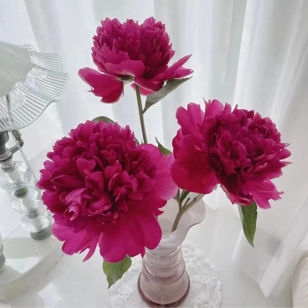 【高杆红】1年苗 芍药花苗，耐寒耐旱。送肥料