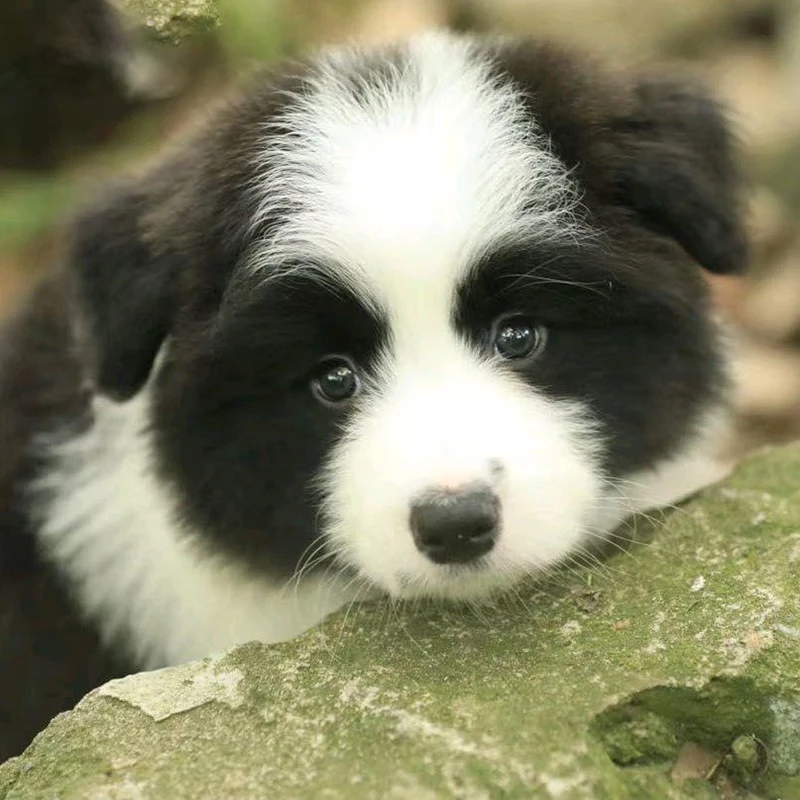 【19点粉丝福利】梵星边境牧羊犬活体幼犬纯种宠物狗狗幼崽