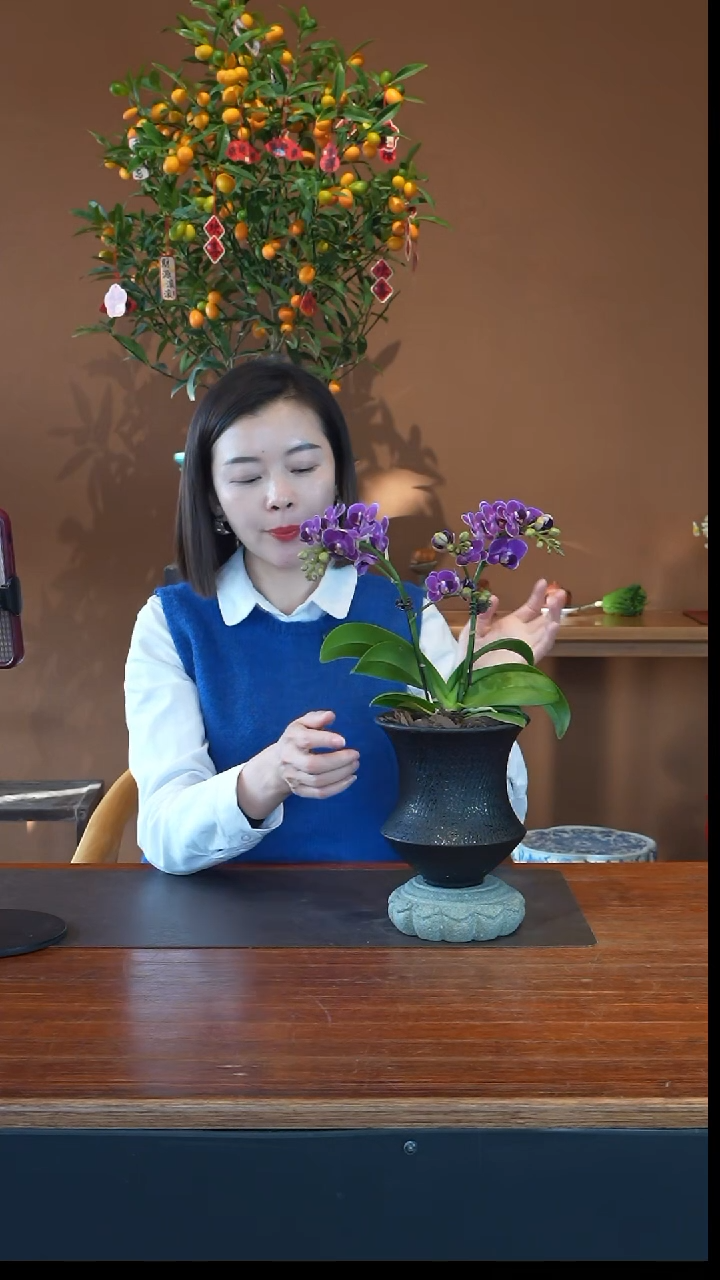 全部花朵蝴蝶兰盆景盆景
