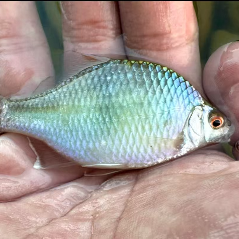 5-8cm野采高体发色鳑鲏15条包邮包活到家拍开箱视频死鱼补发