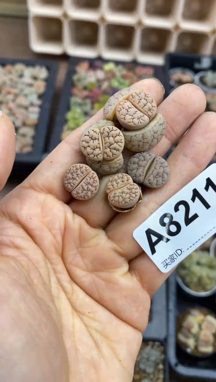 【闪购商品】 8211直播一物一拍