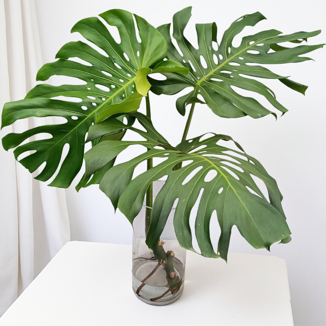 藕式藕式【直播】水培老桩龟背竹水培绿植花卉绿植盆栽室内好养