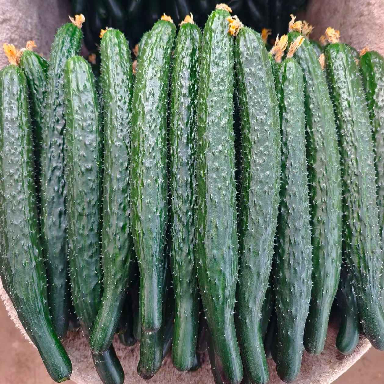 九鼎直发新鲜蔬菜包本地农夫直采当季鲜菜京东次日达