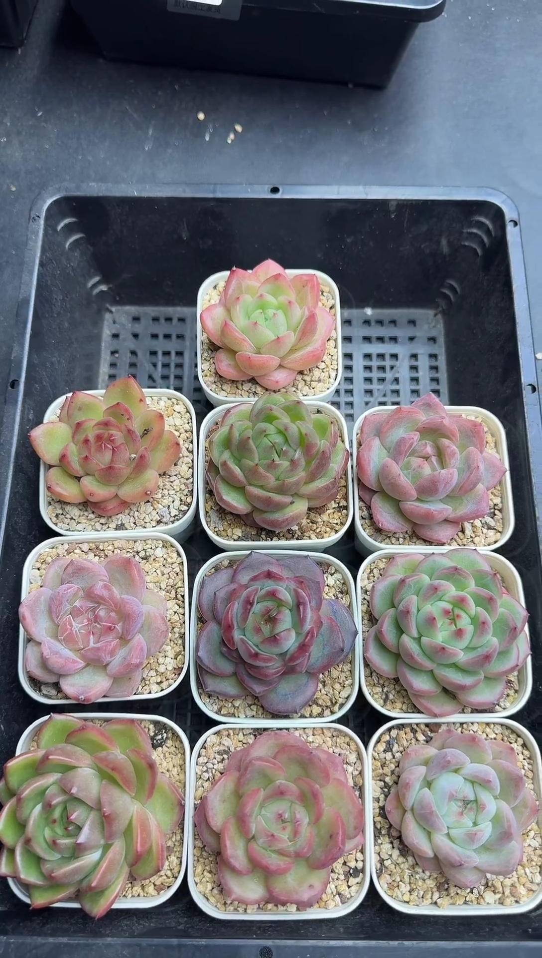 珍妮杂交多肉A295