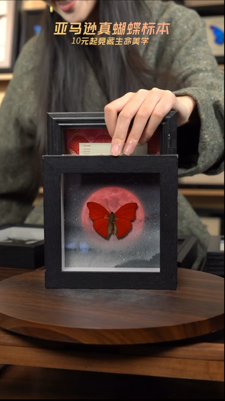 血漪蛱蝶6寸黑色方框红日款