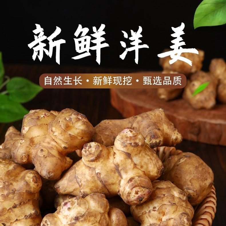 现挖新鲜洋姜带土野洋姜鬼子姜不辣脆甜甜洋姜菊芋鲜姜（直播）