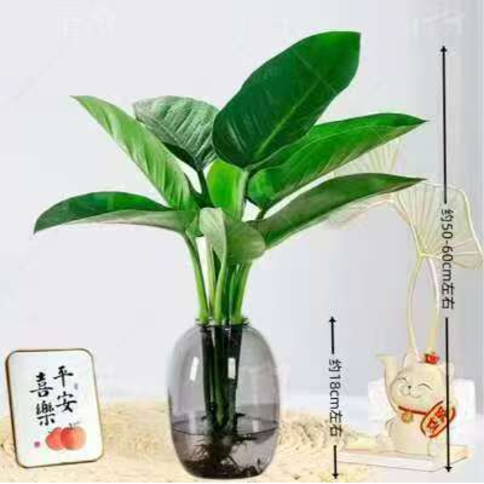 大王金钻绿公主50-60cm送大肚瓶室内桌面夏天美观盆栽好养