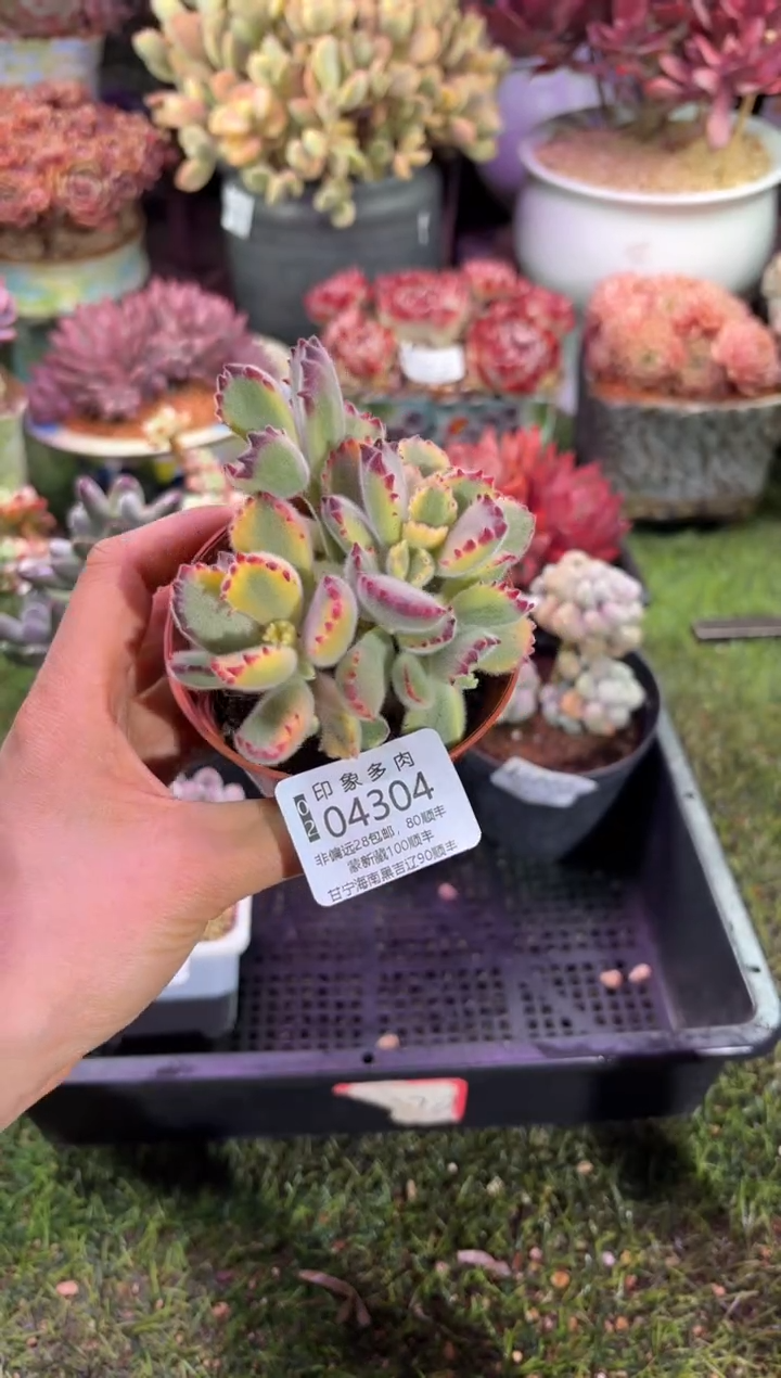 【闪购商品】04304