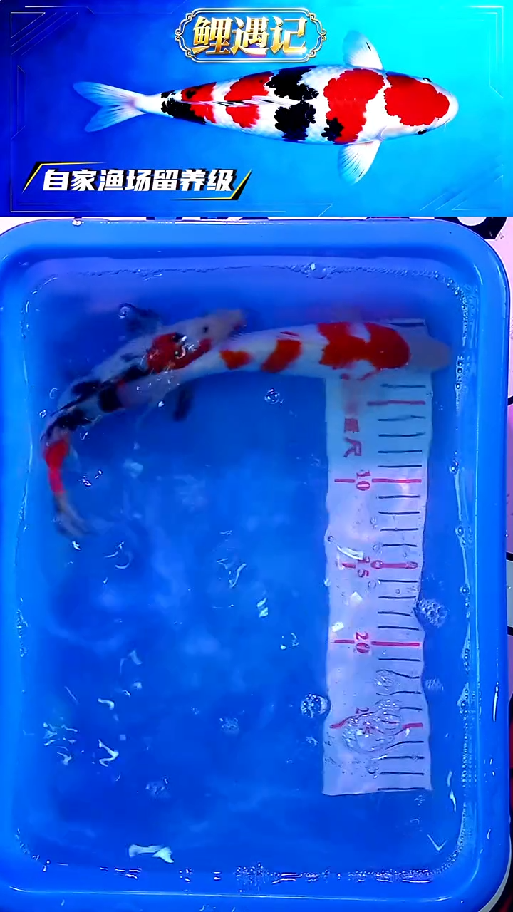 锦鲤12月23日锦鲤38