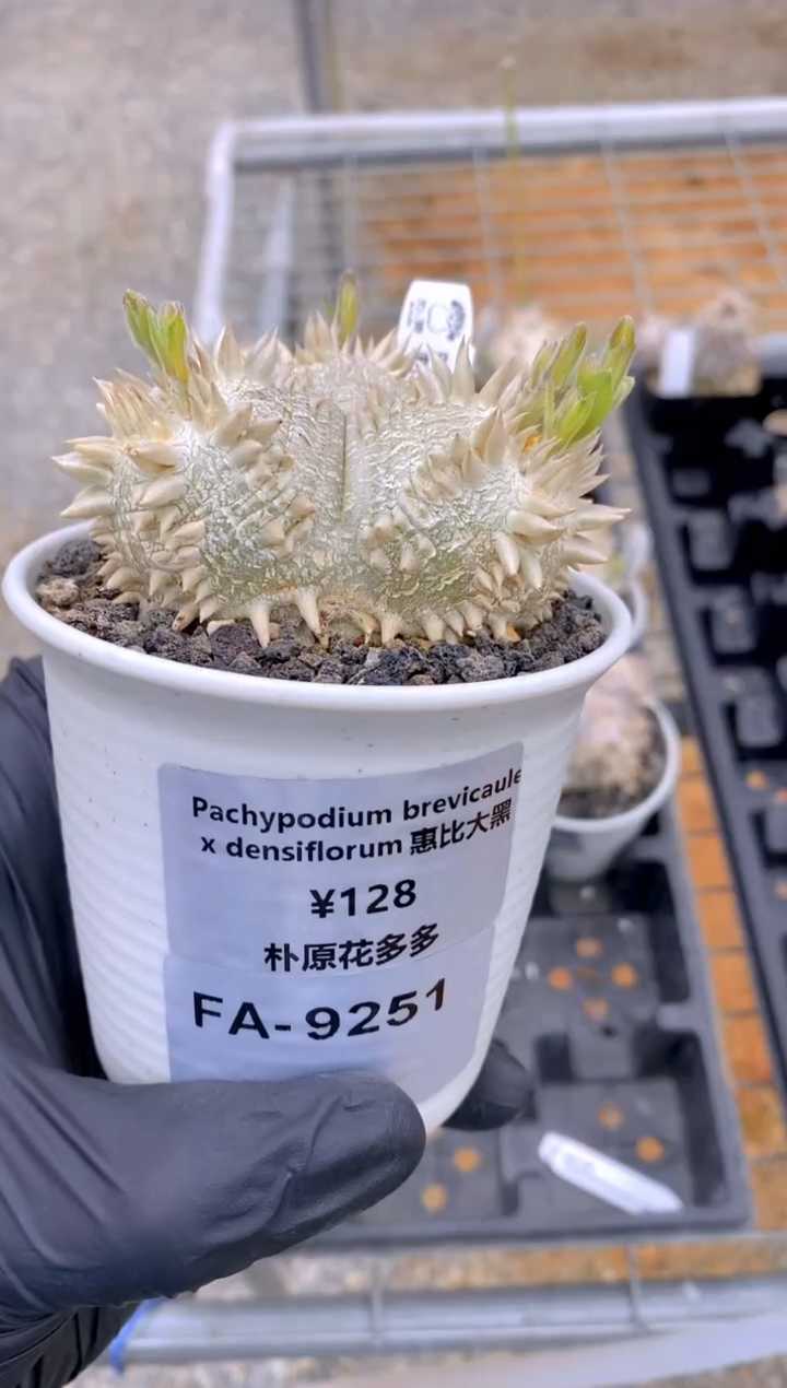 【闪购商品】惠比大黑FA-9251