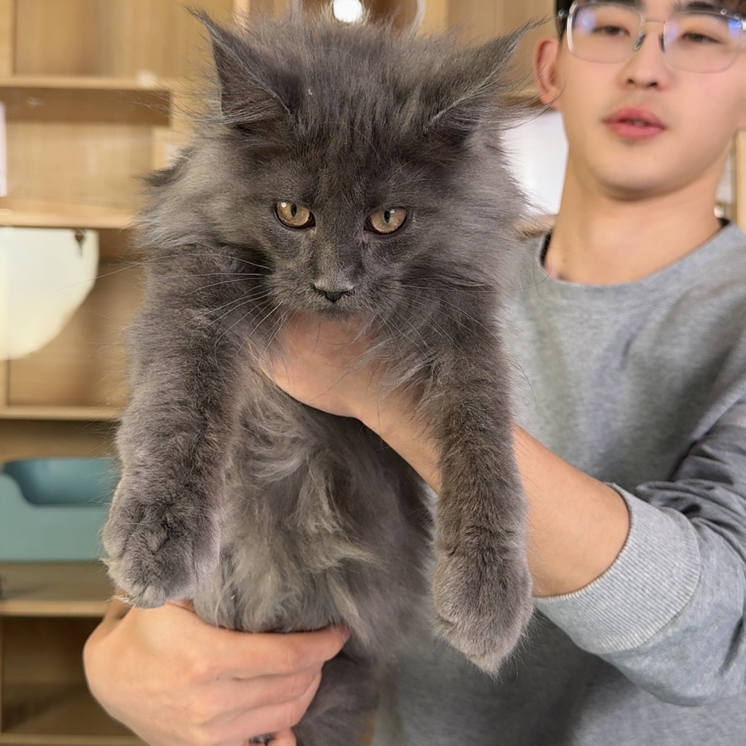 【日落说缅因】-纯蓝弟弟 1