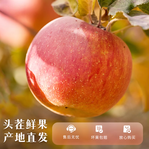 【果园直发】正宗高山红富士苹果脆甜苹果当季新鲜水果批发
