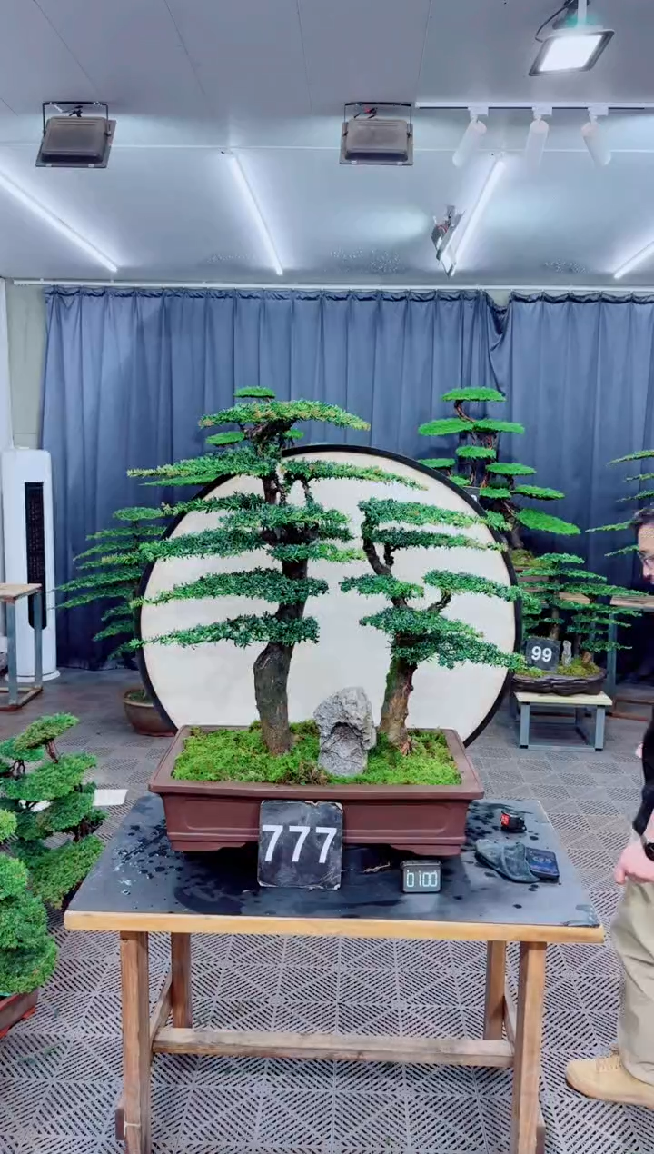 无花朵迎客松1111