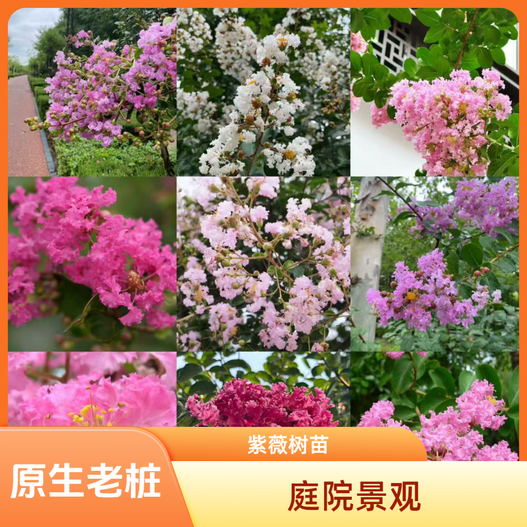  原生老桩 紫薇花树 一物一拍 庭院景观树苗