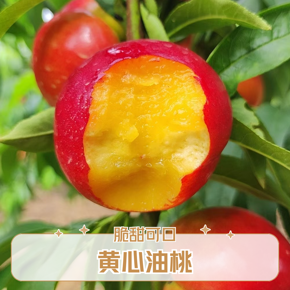 湖北黄心油桃露天生长自然成熟现摘现发脆甜可口当季水果果园直发