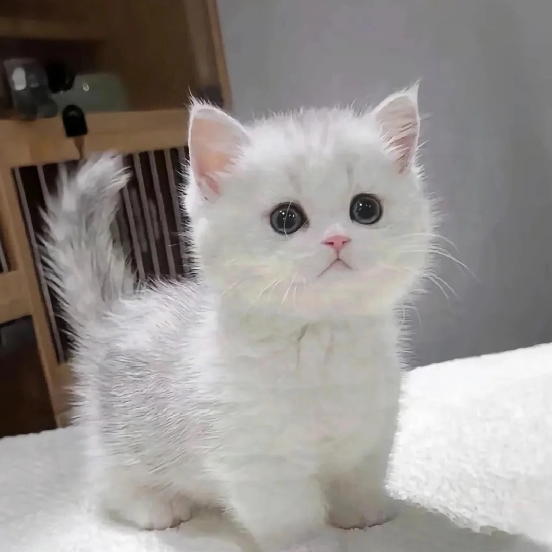 性格粘人，胖虎可爱