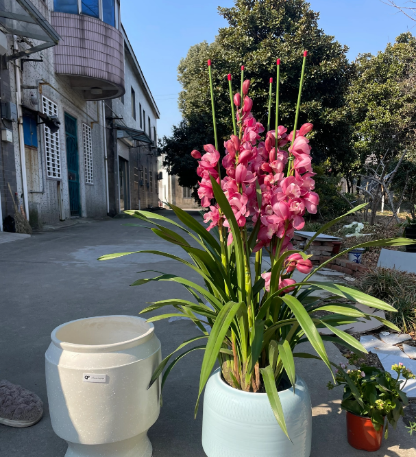 大花蕙兰（六朝金粉）盆栽室内好养带香味高端精品花卉绿植