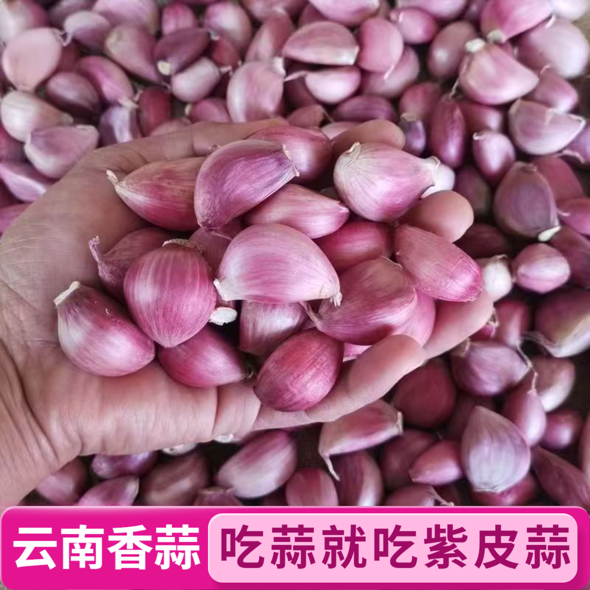 【云南紫皮蒜瓣】云南老品种紫皮蒜瓣可吃蒜香浓郁辛辣十足偏小