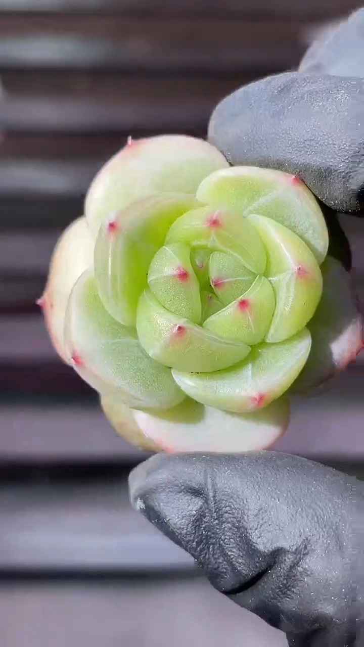 37-91 露珠2-3厘米量拍发一颗