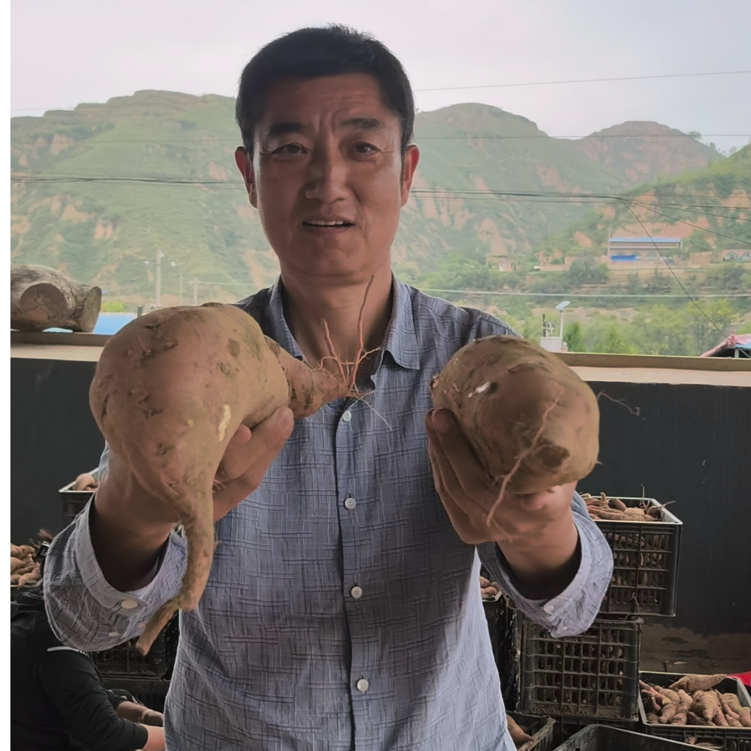 陕北沙地红薯（软糯香甜）包邮