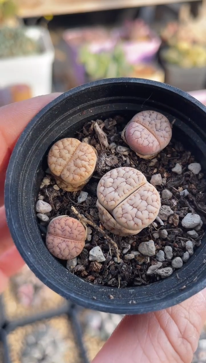 【闪购商品】9457直播一物一拍