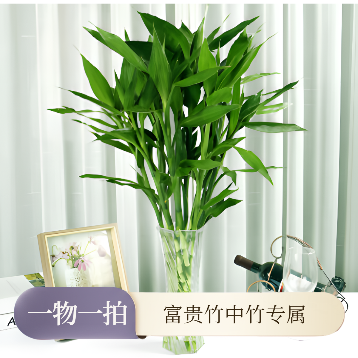 【高度95公分】富贵竹中大竹高度95公分直播间一物一拍