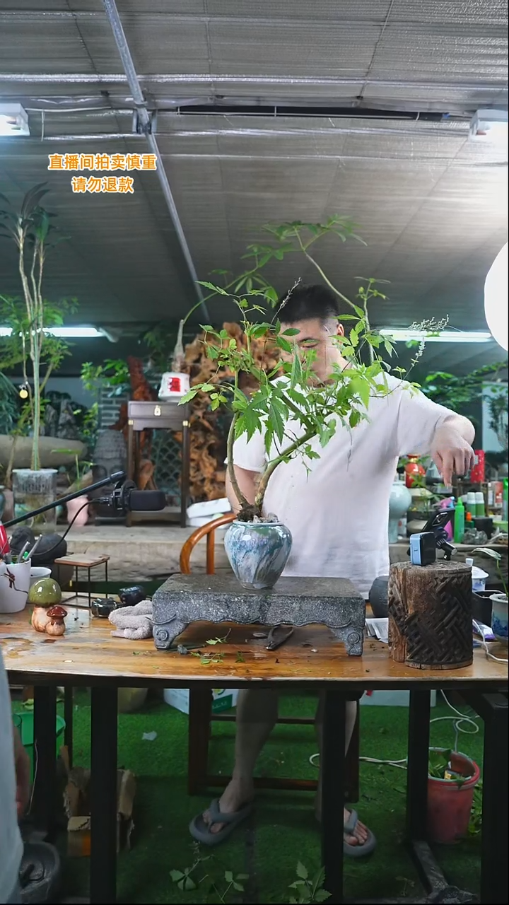 当前无花栽培后可以开花黄荆335+