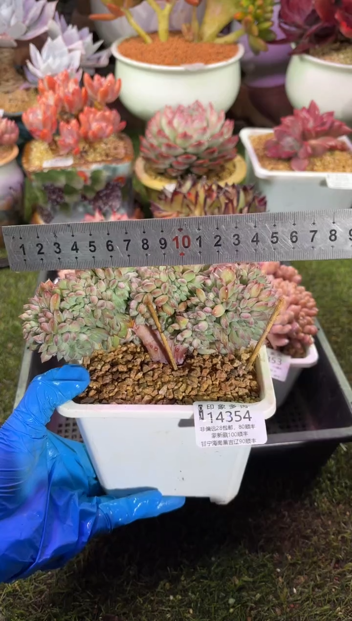 【闪购商品】14354