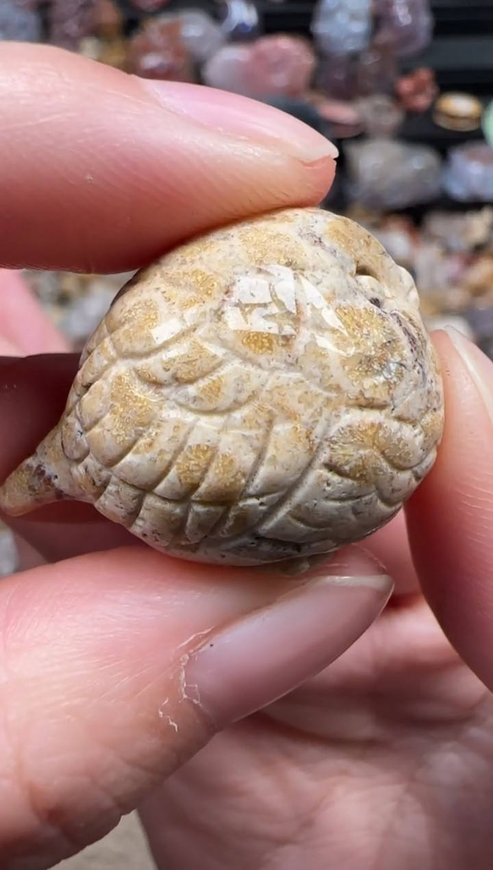 颈饰未镶嵌硅化珊瑚（珊瑚玉）269