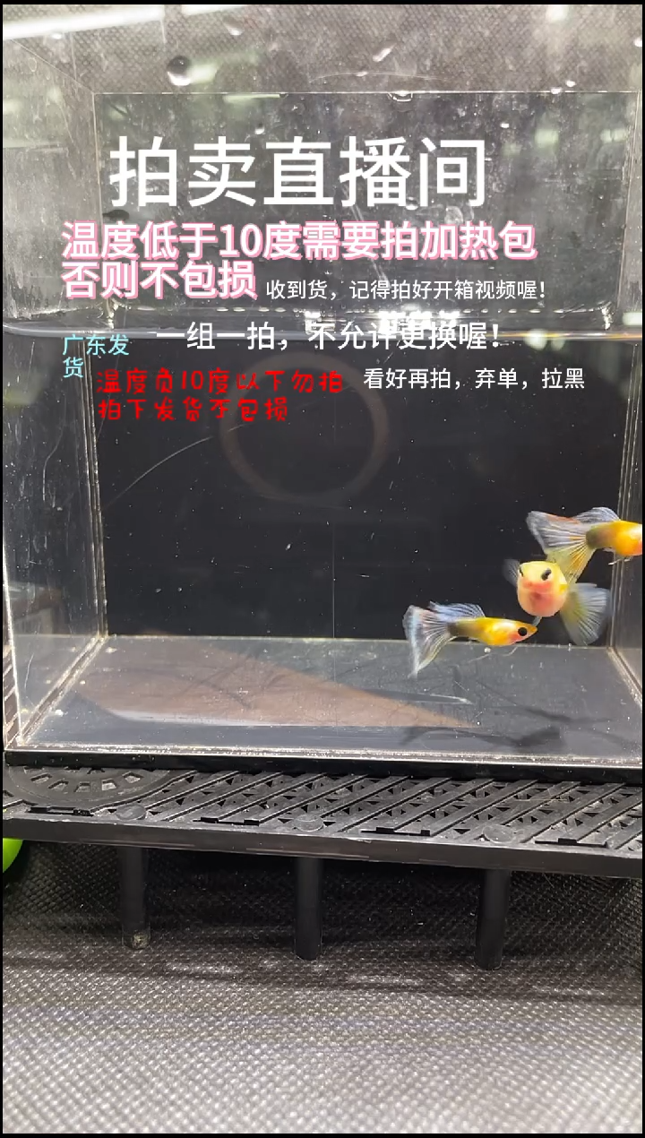 孔雀鱼黄肉 两条  编号 28