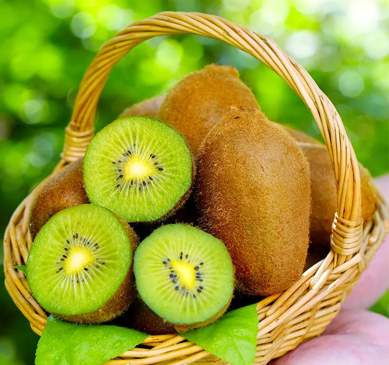 湖南湘西农家果园绿心猕猴桃