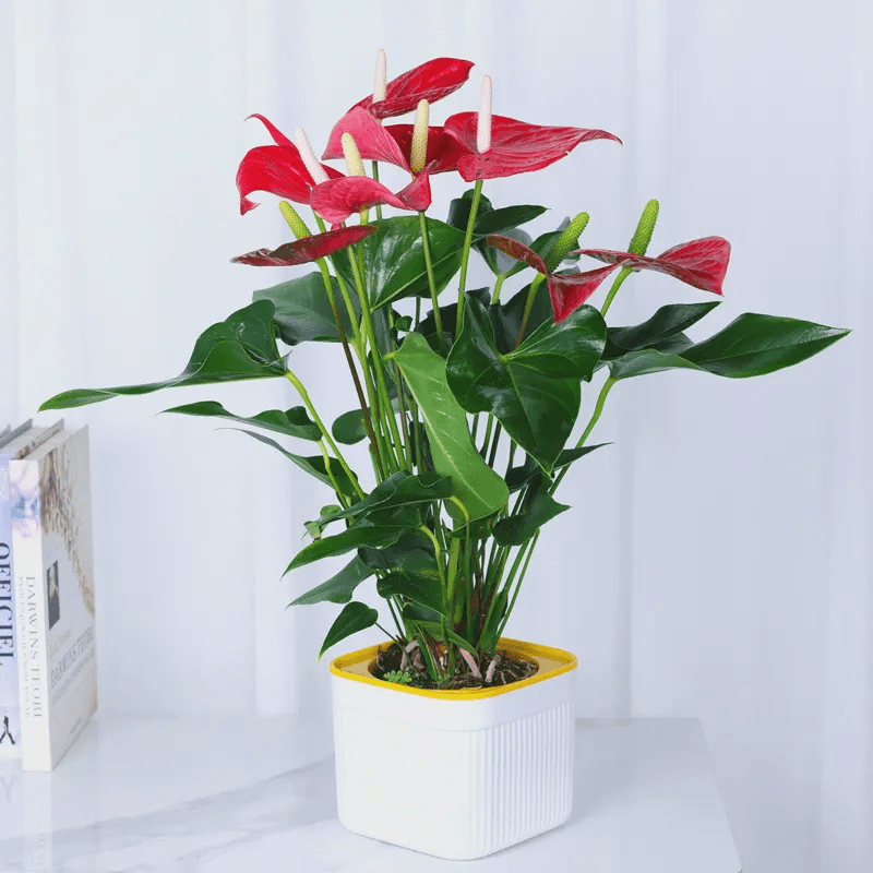 带红掌土培水培盆栽室内绿植四季开花好养护一帆风顺花卉【喜乐】