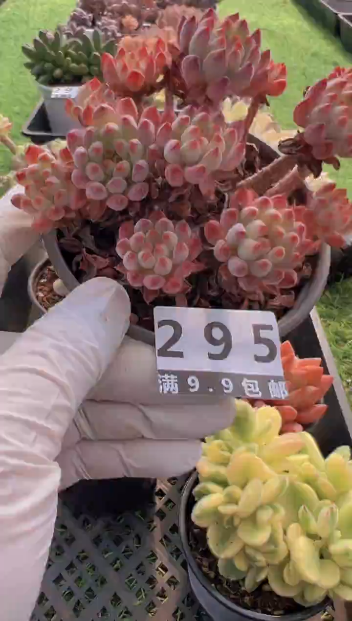 【闪购商品】信福多肉一物一拍
