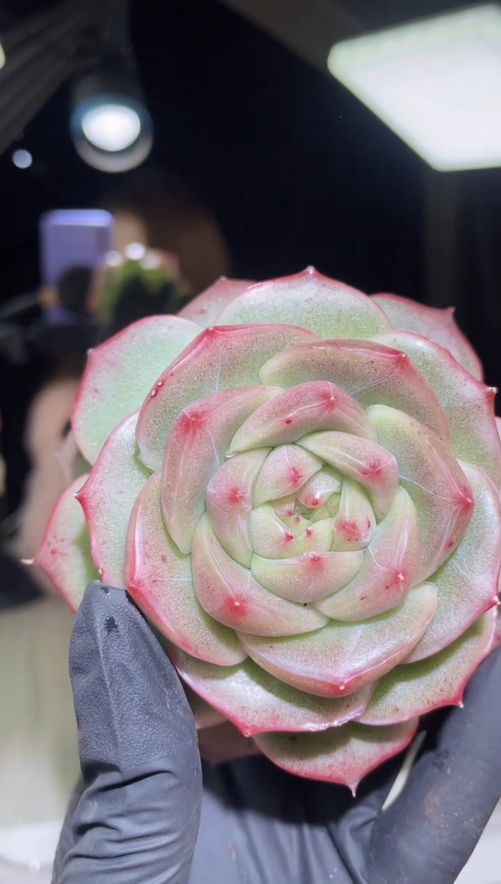 闪购2237  粉冰翡母本多肉一颗   8厘米