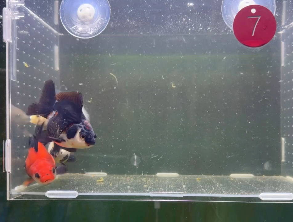 龙睛金鱼兰寿泰狮观赏鱼