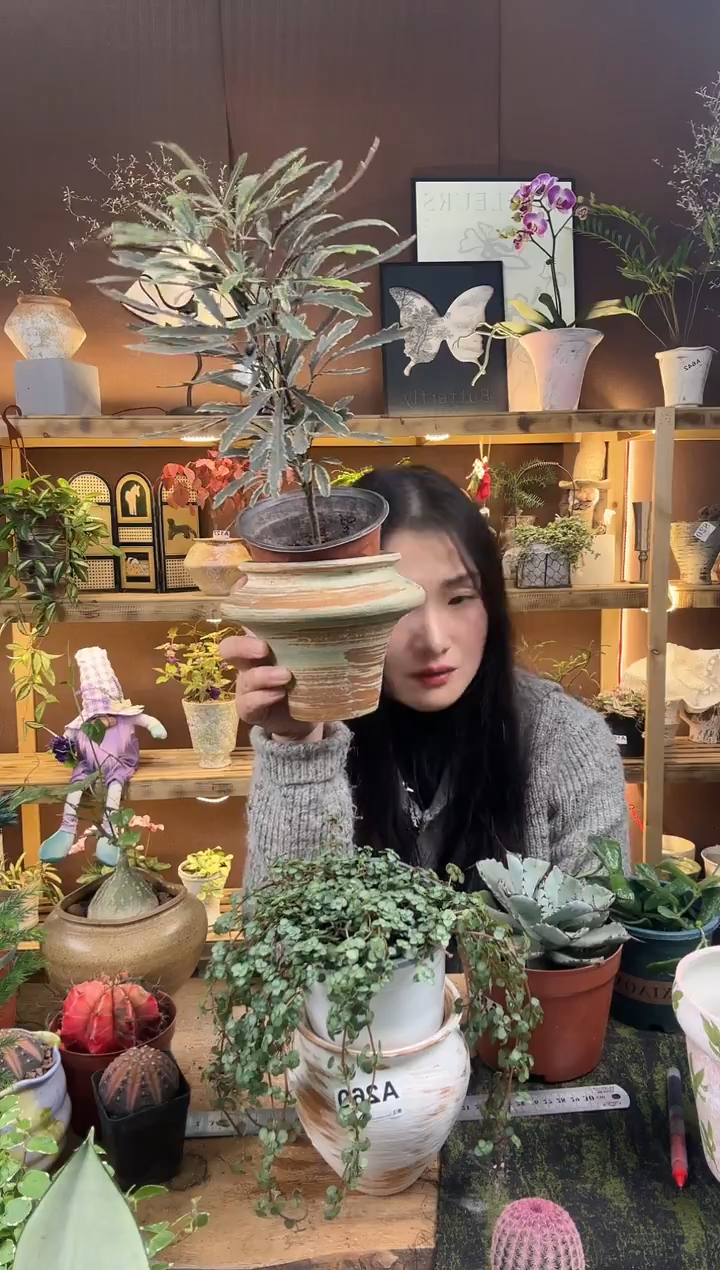 无花朵不***?金边孔雀木育苗盆   树皮