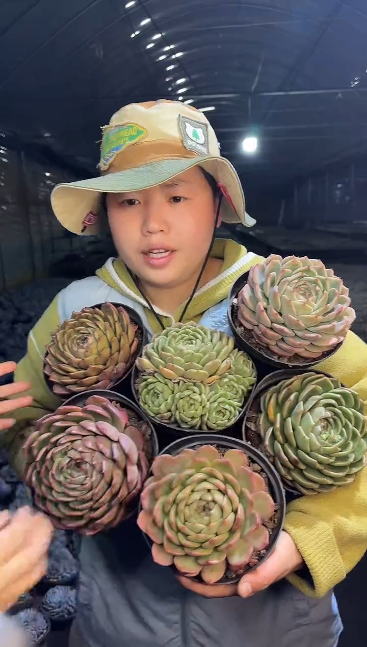 大号珍妮体2颗（挑不同个体）9.9 
