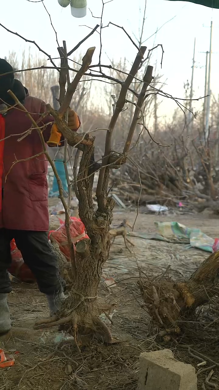 完全开放枣树1427