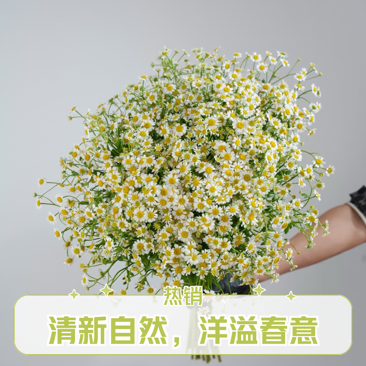 特价【鲜花 次日达 洋甘菊5枝】云南家养鲜花3单送花瓶