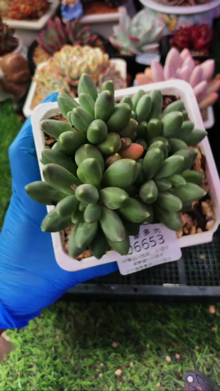 昆明印象多肉06653