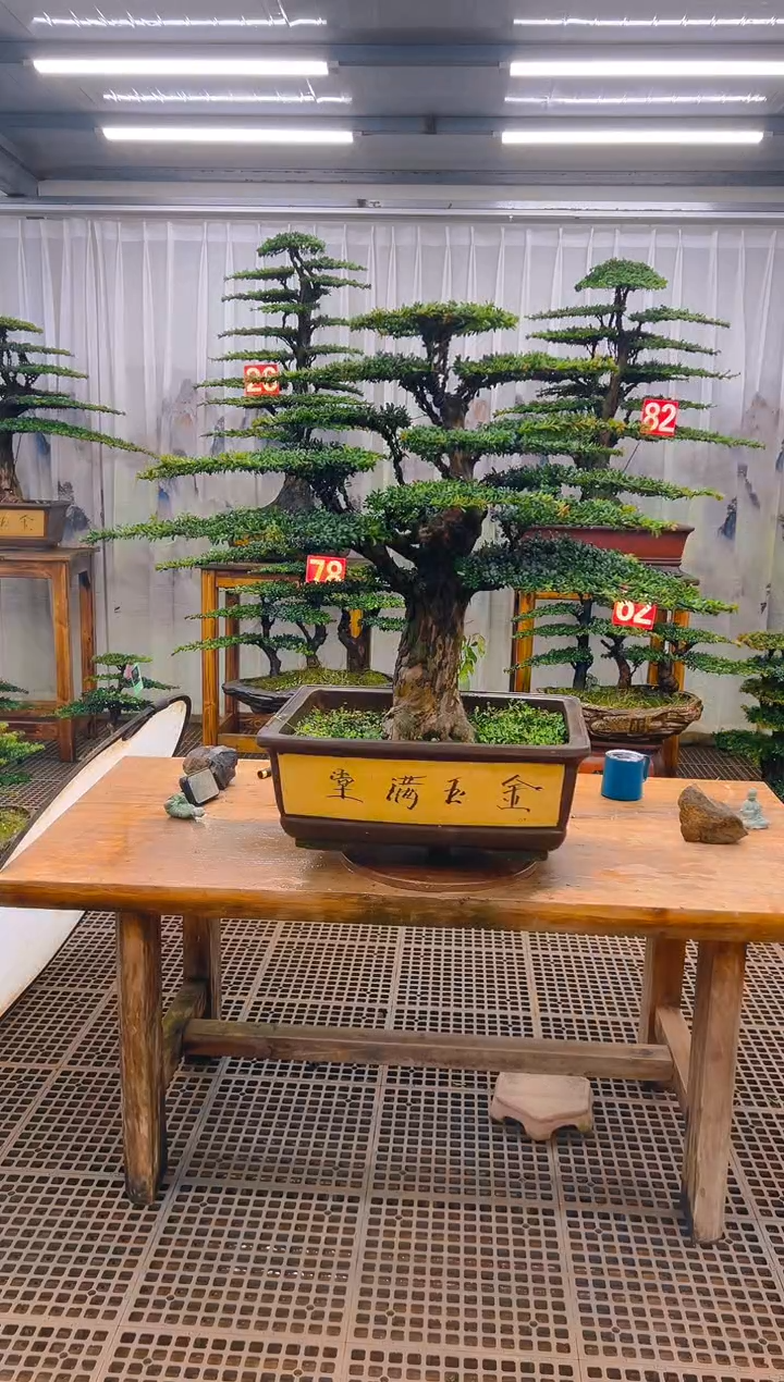 无花朵S****E精品盆景直播间一物一拍