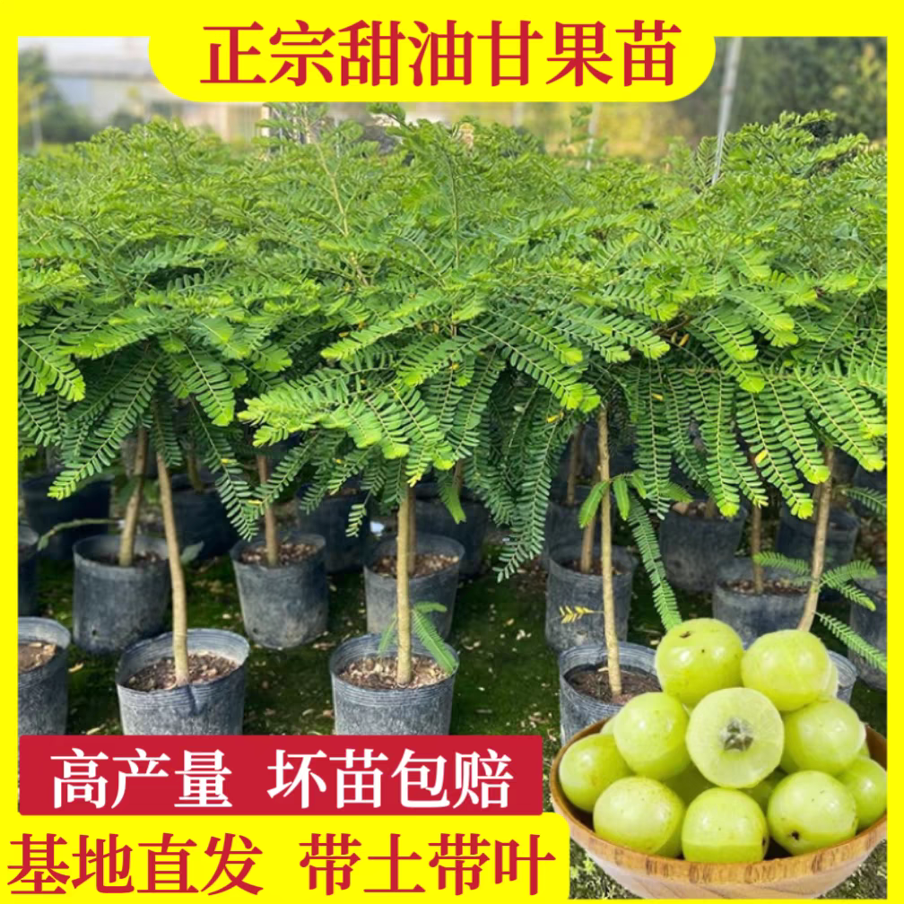 潮汕油甘果树苗甜种嫁接苗四季结果庭院种植 正宗大肉甜油甘果