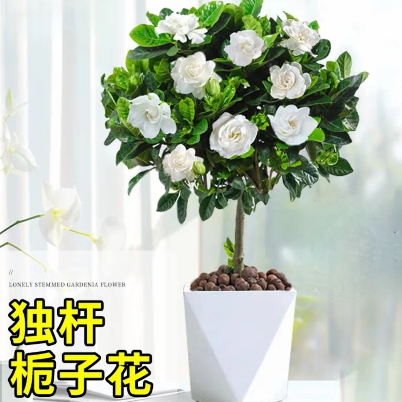 230#栀子花棒棒糖盆栽室内阳台带花苞独杆大叶树苗浓香型花卉植物
