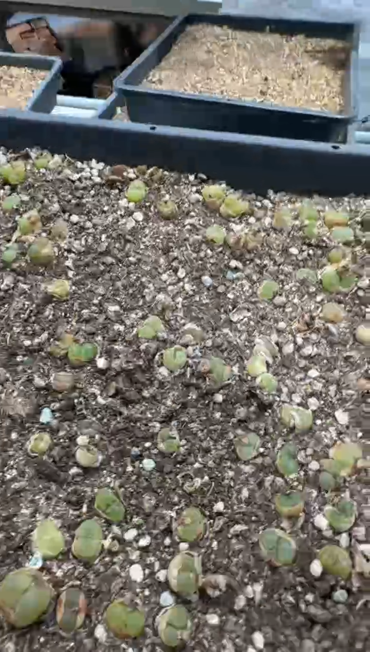 29-122多肉植物肉锥一颗