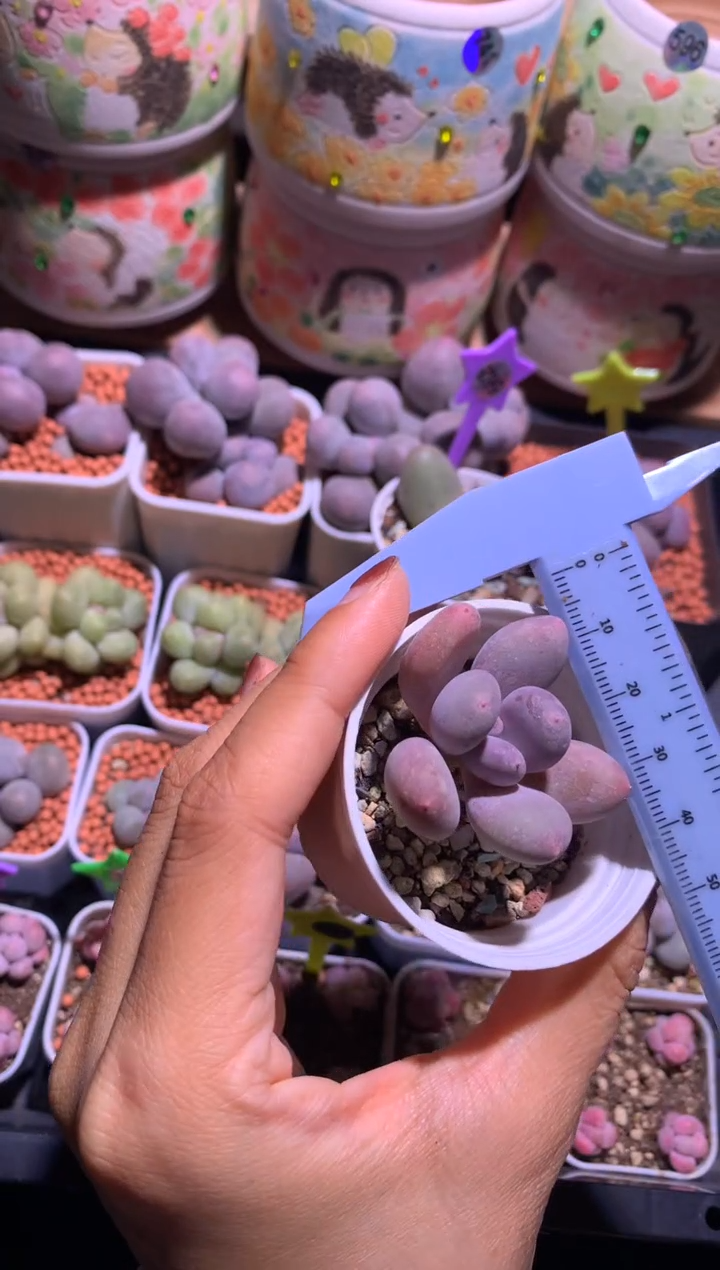 韩国彩虹奶酪，满28包邮，不满发一个叶片到付