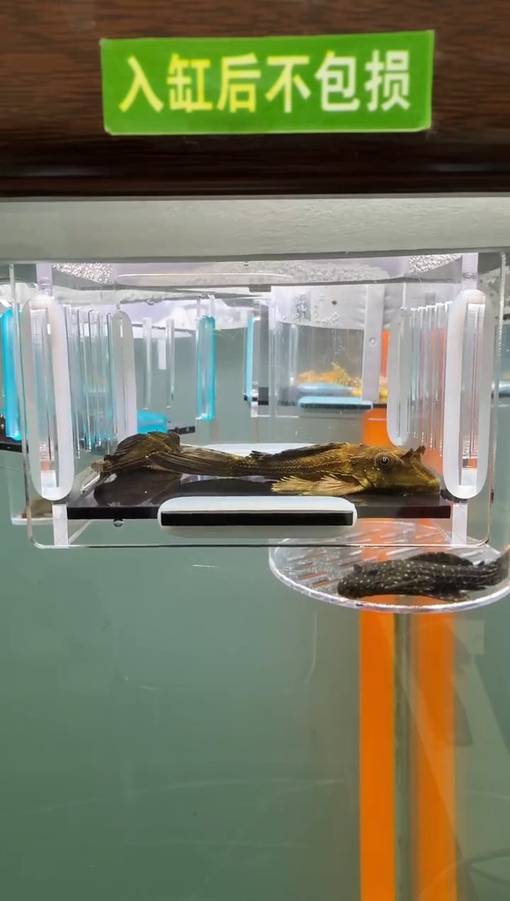 清道夫鱼136号鳄鱼入缸不包损录制完整开箱视频6.2-6.8厘米