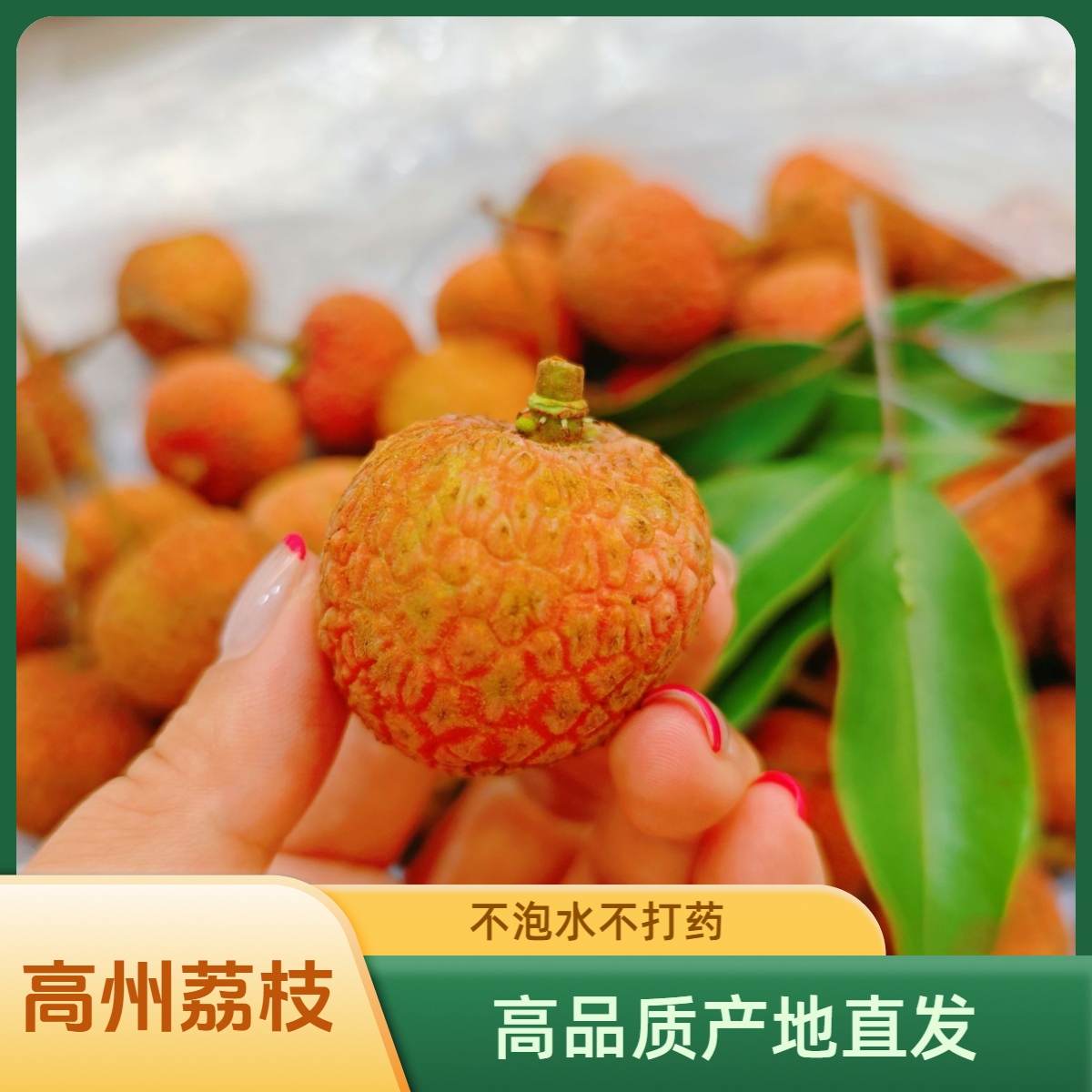 【顺丰包邮】高州特产 白糖罂荔枝 核小肉厚 清甜不腻 果园现摘现发