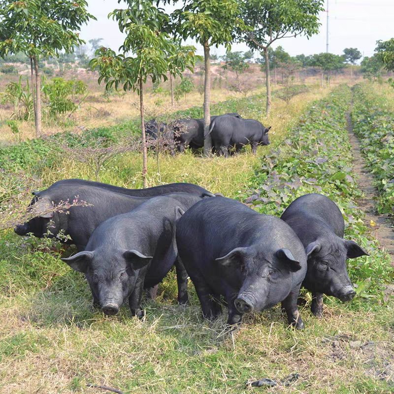 【顺丰包邮】云南版纳小耳朵黑猪肉野放跑山土猪肉前后腿肉五花肉