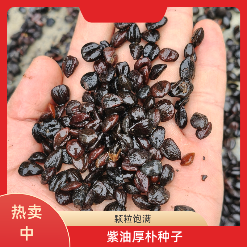 紫油厚朴，基地直发