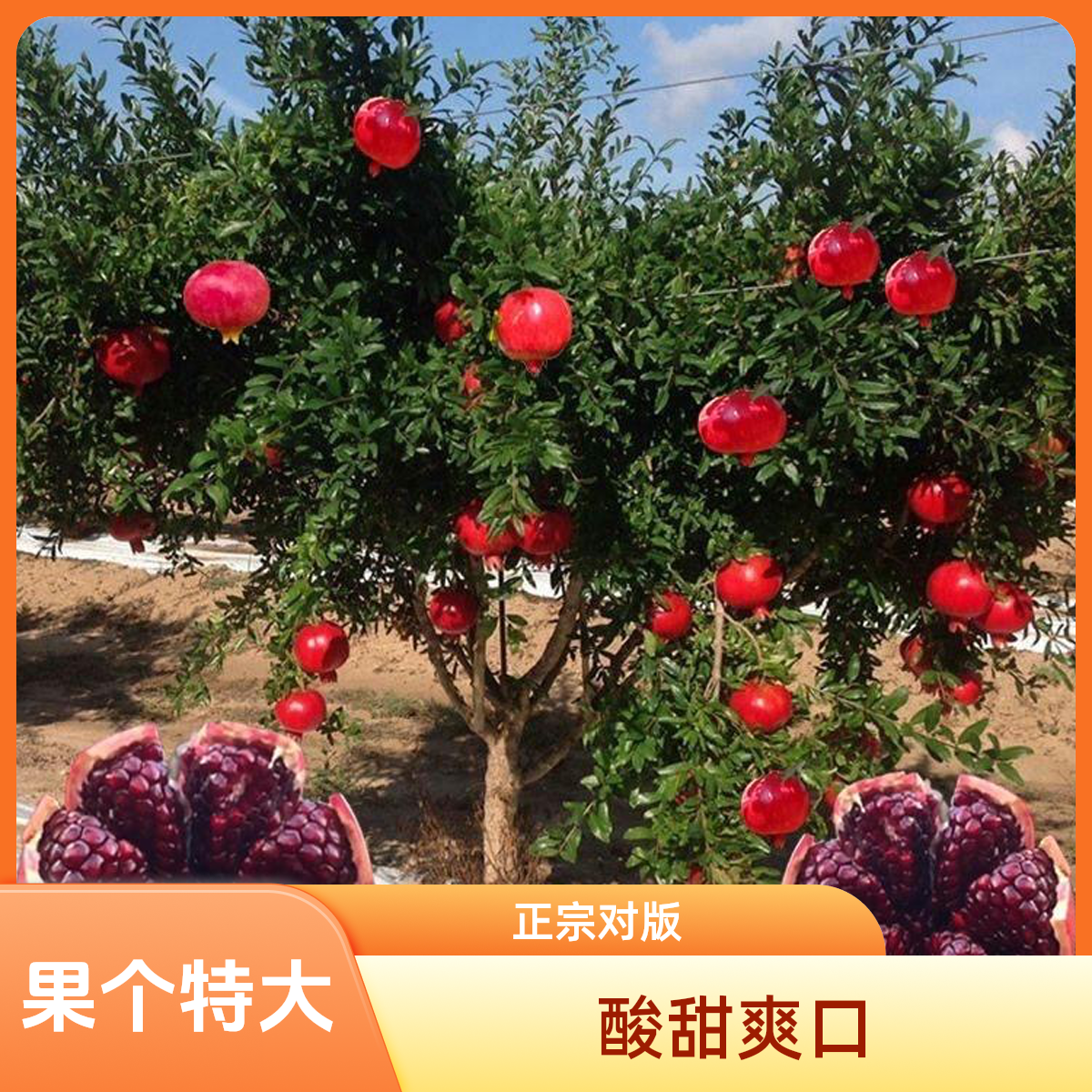 正宗对版以色列黑籽石榴苗别墅庭院绿植学校盆栽地栽石榴树苗